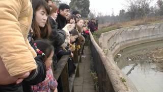 Live chicken thrown to lions at Yangcheng Safari Park, Changzhou, China (3)