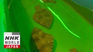 EVOLVING TECHNOLOGIES: Sea Change - Dig More Japan
