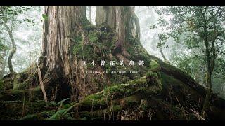 Cicada – 巨木曾在的痕跡 Remains of Ancient Trees (Official MV)