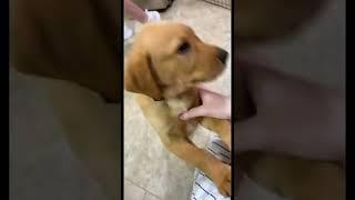 THE CUTEST PUPPY EVER!  *8 WEEK OLD YELLOW LAB* #shorts #yellowlab #puppy #dogsofyoutube