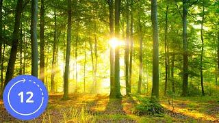 12 HOURS / Sounds / FOREST / Sound Effect / Sounds of Nature / Sound of Forest / Sleep Sounds