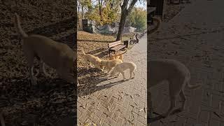 Теплая осень  #дворняга #дворняжки #labradorretriever