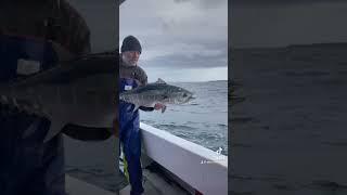 HOW TO CATCH & RELEASE FISH PROPERLY! #fishing #tuna #catchandrelease #fish #howto #catchandcook