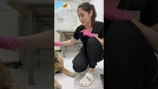 «Хороший препарат», но не для собак  #vet #vetvlog #dog