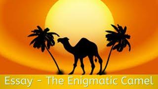 The Enigmatic Camel - Essay on The Enigmatic Camel | TeachMeYT