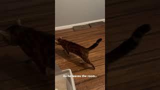Henry gets the last word… #cat #henrythebengal #bengalcatsworld