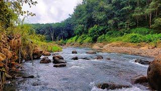 Forest River Harmony: Relaxing Stream River Sounds - White Noise for Sleep, Focus, and Relaxation