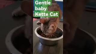 AMAZING#asmr #highlights #short#viral #kettyCat#Sarabi#catlover #shortvideo #helen #cat #catvideos