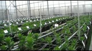 Lilium Test Planting in Greenhouse VWS