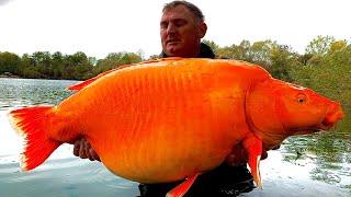 The History Of Goldfish