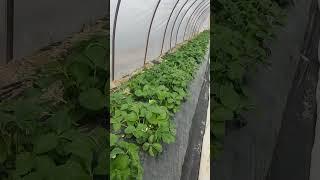 прикорневая гниль на клубнике, как победить?