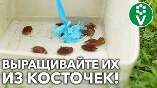 ПЕРСИКИ И АБРИКОСЫ В СРЕДНЕЙ ПОЛОСЕ РАСТИМ ИЗ КОСТОЧЕК! И вот почему!