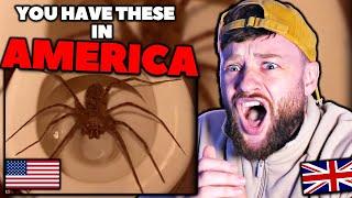 TERRIFIED BRIT reacts to the BIGGEST SPIDERS IN AMERICA & REST OF WORLD...️