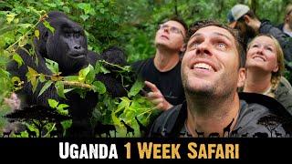 UGANDA  1 Week SAFARI | Bwindi Impenetrable Forest, Queen Elizabeth NP, Kibale Forest