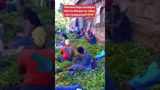 jaadka manta somalida waan marqamay dahaan baal arag sida losameyo subxanallah #subscribe #share