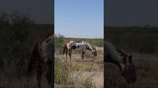 2.5 Acres in Deming, NM #deming #newmexico #snowbird #agriculture #mountainviews