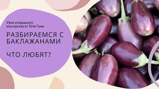 554. Баклажанам   температуру мерили? Сколько воды давать и почему.