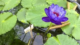 Nymphaea 'Betty Lou' time lapse - water lily time lapse