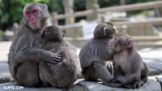 Monkeys Kissing