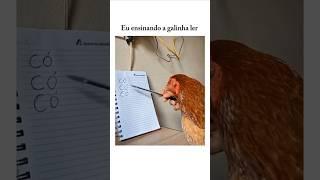 Tente Não Rir Ep413 Animais Engraçados