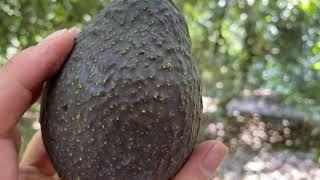 AVOCADO MARKETING
