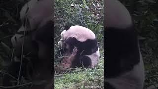 【大熊猫挠痒手jio互相支援】花花展示自己手脚有多灵活看起来好忙啊！#panda