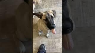 Video of adoptable pet named Goliath