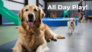 Dogstown University: Where Every Dog Has Its Day (and Playtime!)