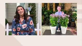 Barbara King 2-Piece Giant Fragrant Phlox Hurcules Plants on QVC