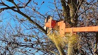 Circular Saw for TREES! Fastest Way Yet to Cut HIGH Limbs!