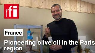 Pioneering olive oil in the Paris region • RFI English