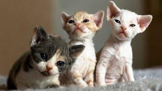 Devon Rex Cat Price | Devon Rex Cat Breed Information | Devon Rex Kitten