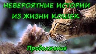 НЕВЕРОЯТНЫЕ ИСТОРИИ ИЗ ЖИЗНИ КОШЕК  Продолжение  INCREDIBLE STORIES FROM THE LIFE OF CATS