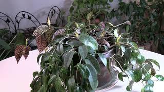 Lipstick Plant 'Black Pagoda' / Plant Spotlight