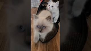 Sweet Siberian KITTENS  ️   #toocute