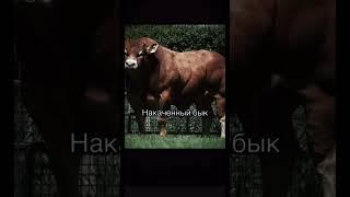 #первыйлифтерский #пауэрлифтинг #1lifting