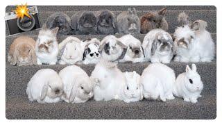 How to photograph a group of bunnies? 