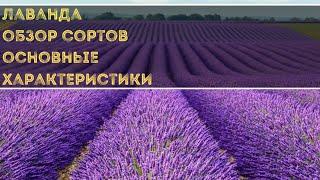 ЛАВАНДА : платинум блонд / лавандин / хидкот/ розея / мини блю. ВСЕ ЧТО НУЖНО ЗНАТЬ