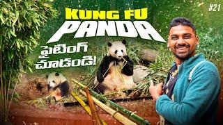 Giant Panda Base | Fighting Baby Panda | Chengdu China  | Uma Telugu Traveller