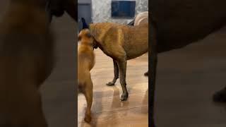 Fearless Malinois puppy named Coco