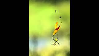 Spiders Aren't Scary Green Belly Spider Beautiful Calm Relaxing Nature #Shorts