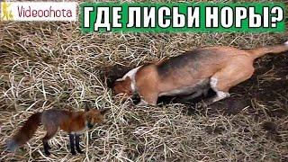 Где искать лисьи норы? Videoohota