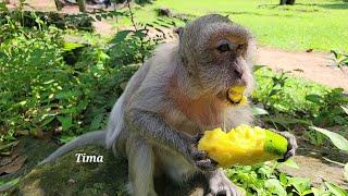 Watch Oldest Tima's Adorable Reaction To Delicious Mango - Will Her Eat It All For Breakfast?