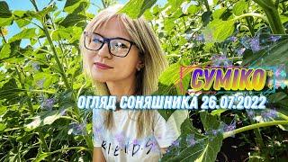 Соняшник Суміко  огляд поля 26.07.2022 (АгроВлог‍)