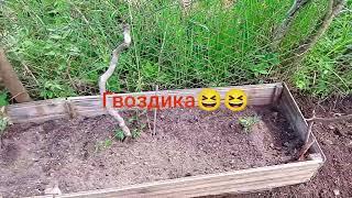 28.05.24г я как из мультфильма" курица" мне нужен дождь дождь, пятый день.