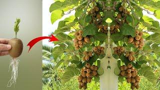 The simplest and most effective way to propagate Kiwi fruit. Harvest all year round