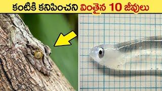  కళ్లని మాయచేసే జీవులు | invisible animals in the world | telugu facts | transparent animals