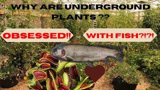 Plants obsessed with FISH!! Sustainable Montana Fish Fertilizer. Turn waste into liquid gold!