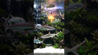 Shark Tank's Most Creative Aquascape!