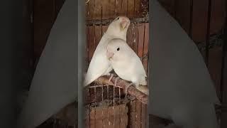 #albino black eyes#viralvideo #trending #lovebirds #shorts